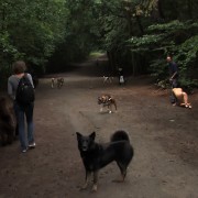 Public Disgrace Free Porn Movies and Free Porn Pictures